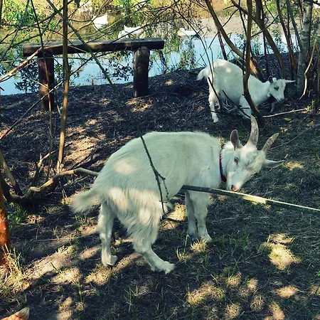 Κάμπινγκ Atputas Vieta Buki *